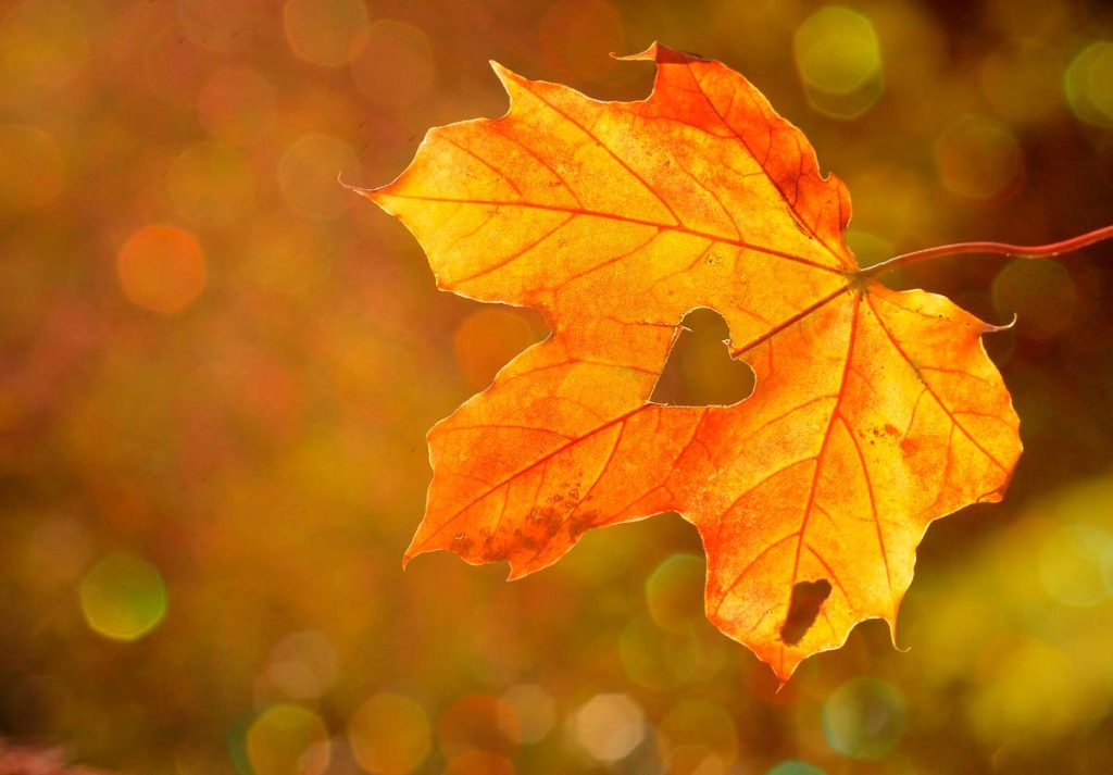 Viva el otoño Love Aragón