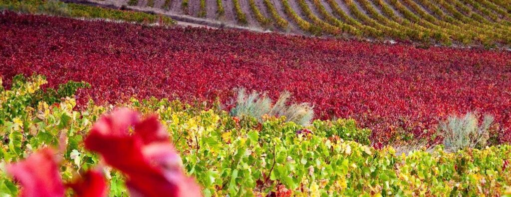 Ruta del Vino Cariñena Viñedos otoñales 2 1