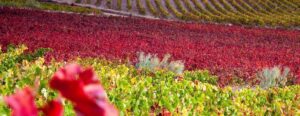 Ruta del Vino Cariñena Viñedos otoñales 2 1